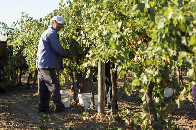 Taraclia Moldova 09152020 Farmers harvesting grapes from a vineyard Autumn harvesting