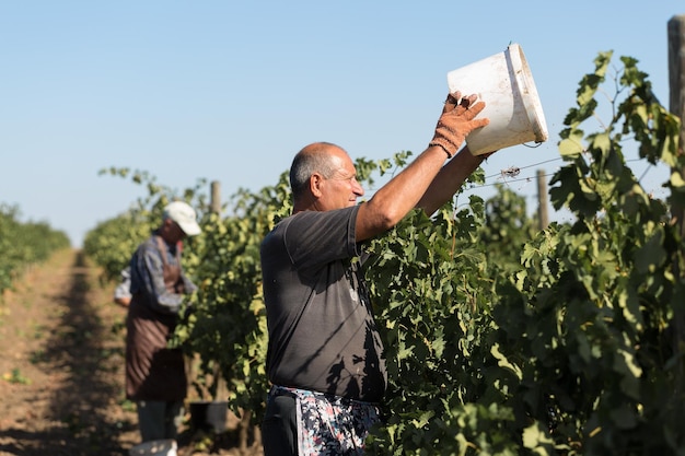 Taraclia Moldova 09152020 Farmers harvesting grapes from a vineyard Autumn harvesting