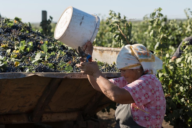 Taraclia Moldova 09152020 Farmers harvesting grapes from a vineyard Autumn harvesting