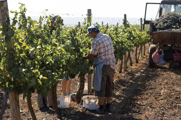 Taraclia Moldova 09152020 Farmers harvesting grapes from a vineyard Autumn harvesting