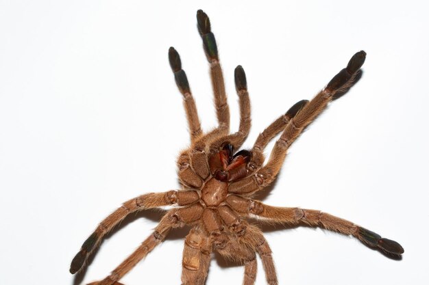 Photo tarantula moult on white background