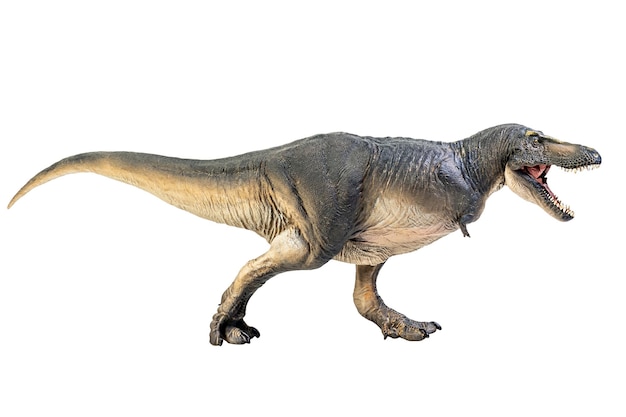 Tarbosaurus Dinosaur on white isolate background Clipping path