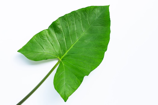 Taro leaf isolated.