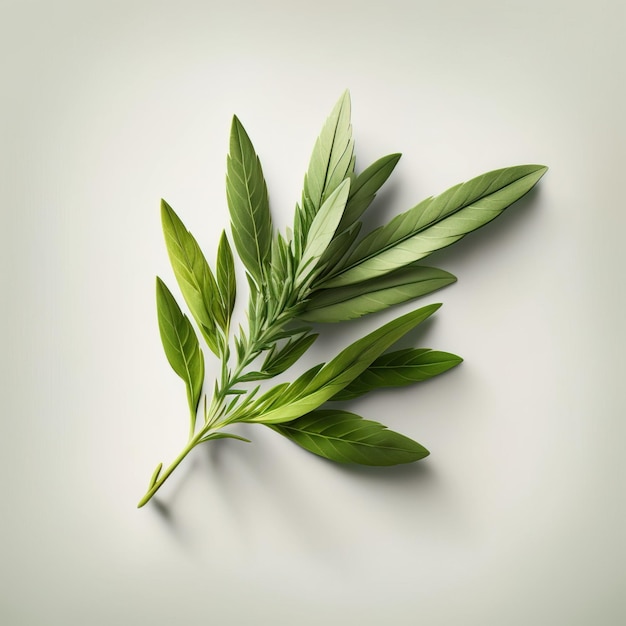 Tarragon The Aromatic Flavorful Herb for Your Cooking Recipes