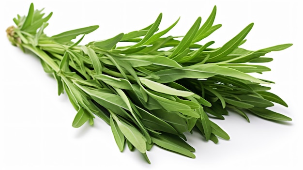 Tarragon Leaves Artemisia dracunculus Isolated on