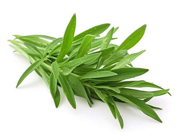 Tarragon Leaves Plant on White Background