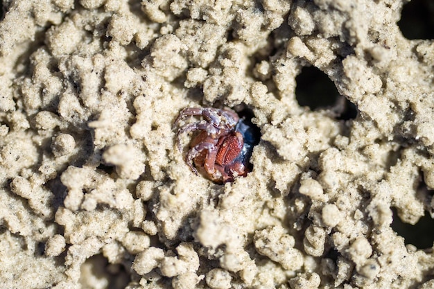 Tasmanian burrowing Southern Soldier crab on a beach close up in australia