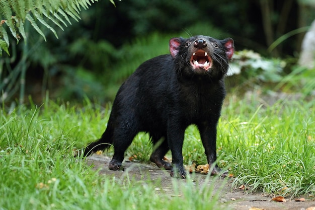 Tasmanian devil. Sarcophilus harrisii