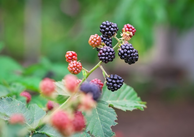 Tasty berry of blackberries growing in the garden. Close-up