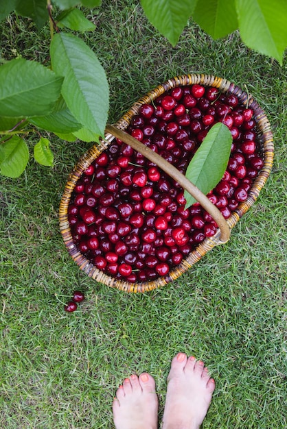 Tasty cherries in a wooden basket basket of fresh ripe cherries in a garden