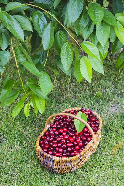 Tasty cherries in a wooden basket basket of fresh ripe cherries in a garden