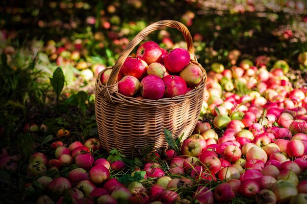 Tasty red apples in basket in garden on sunny day