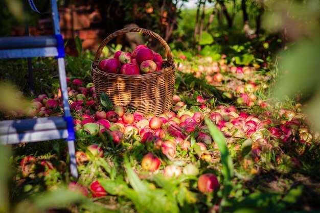 Tasty red apples in basket in garden on sunny day