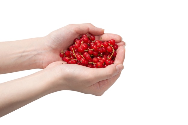 Tasty red currant in woman hand isolated on white background. Top view.