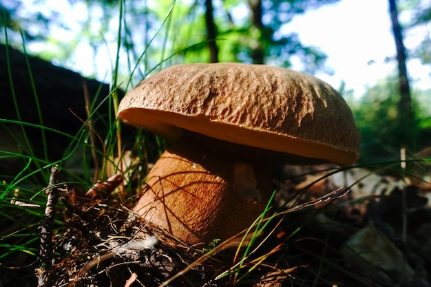 Tasty summer boletus in the forest floor