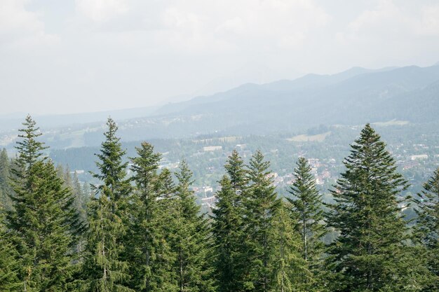 Tatra Mountains View of the mountains covered with forest