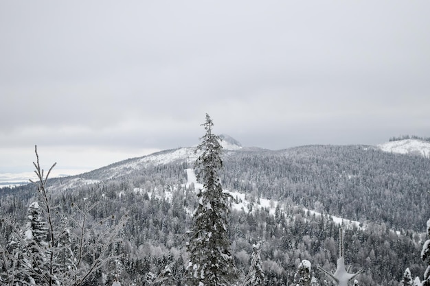 Tatras View of the snowy Tatras winter forest of the Tatras