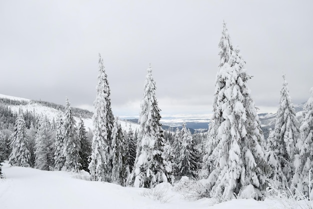 Tatras View of the snowy Tatras winter forest of the Tatras