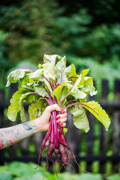 Tattooed millennials woman holding beetroot in garden