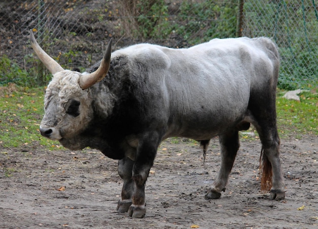 Taurus on field against fence at zoo