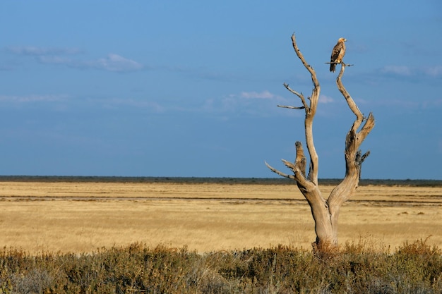 A Tawny Eagle Aquila rapax in a dead tree on the planes of Etosha National Park in Namibia