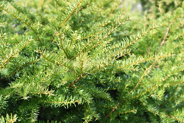 Taxus cuspidata the Japanese yew or spreading yew