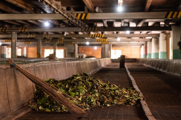 Tea Factory Tea Leaf Processing Tape Fresh green tea leaves drying inside a tea factory