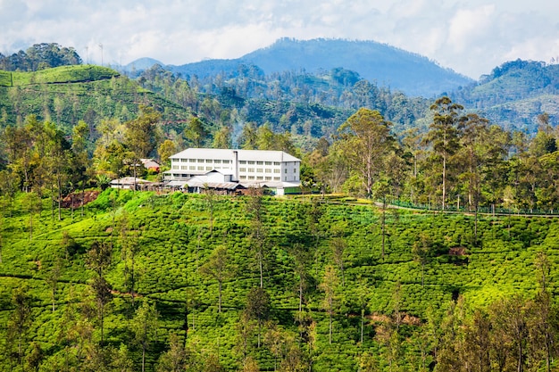 Tea factory and tea plantation in Ella, Sri Lanka. Ella is one of most important places for tea production in Sri Lanka.