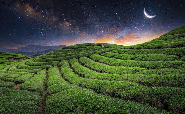 Tea Field Plantation in beautiful night and sky