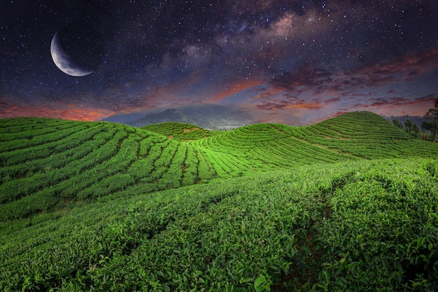 Tea Field Plantation in beautiful night and sky