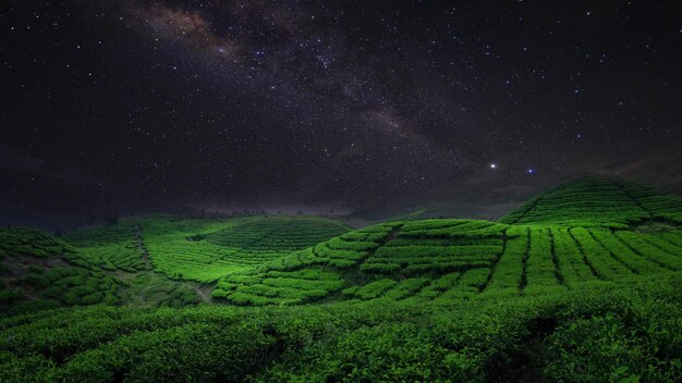 Tea Field Plantation in beautiful night and sky