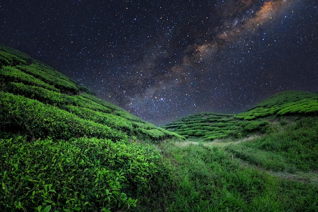 Tea Field Plantation in beautiful night and sky