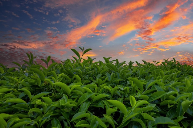 Tea Field Plantation in beautiful sunset