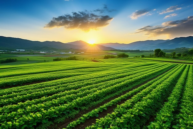 tea garden sunset green soybean field lettuce field soybean field Ai photo Midjourney