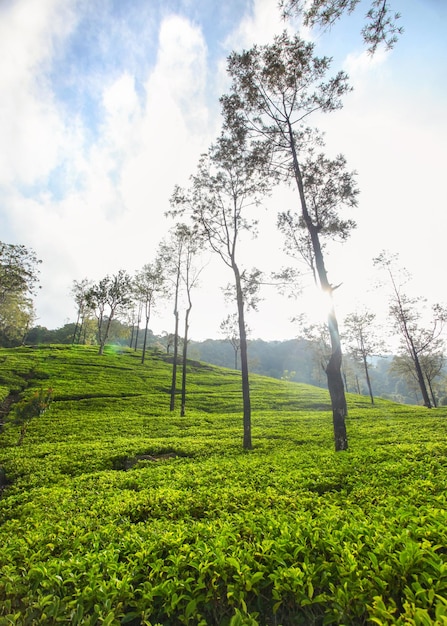 Tea gardens in Sri Lankan highland lit by morning backlight sun. Kandy, Sri Lanka.