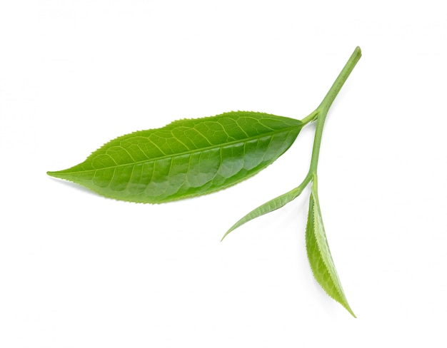 Tea leaf isolated on white