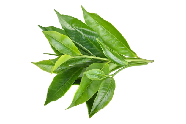 Tea leaf on white background