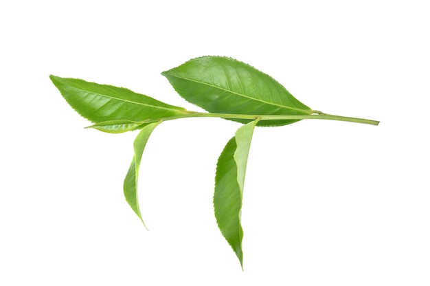 Tea leaf on white background