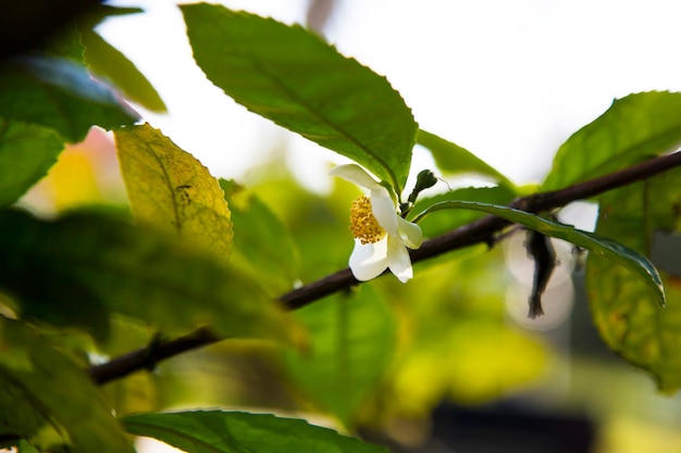 Tea leaf and white flower in tea plantation. Flower of tea on trunk. Beautiful and fresh white tea flower on a branch in China