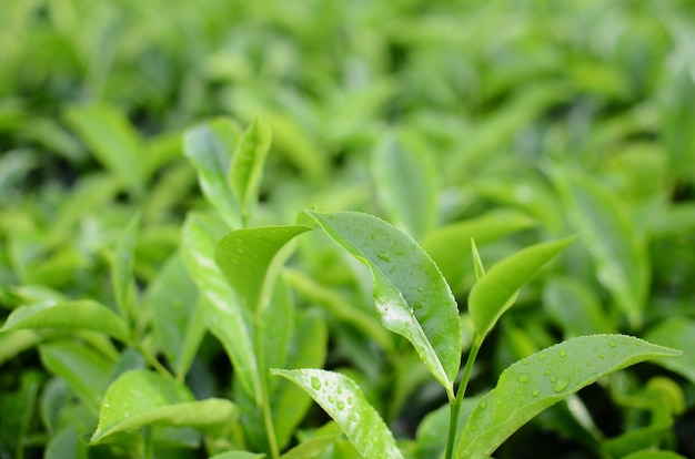 Tea leaves on a blurry background