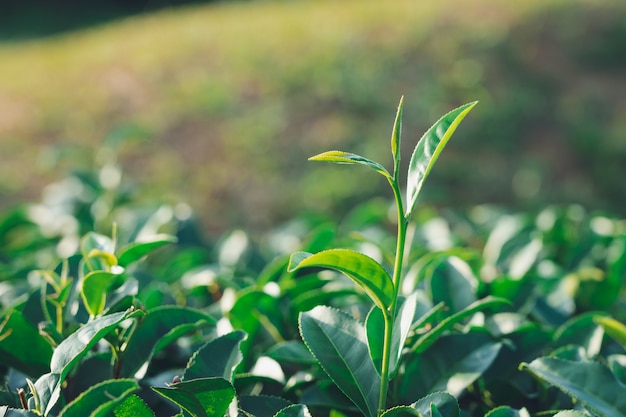 The tea leaves grow in the middle of the tea plantation.  the new shoots are soft shoots.