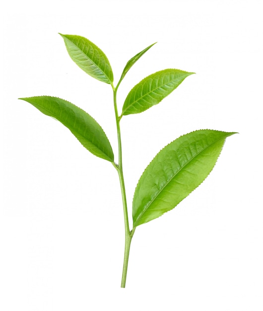 Tea leaves on white wall