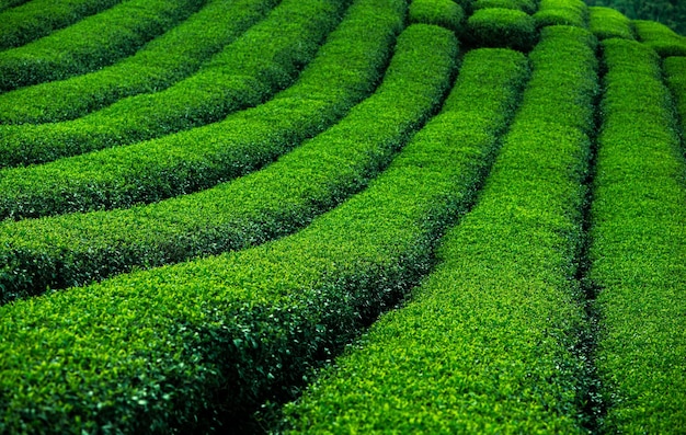 Tea plantation background