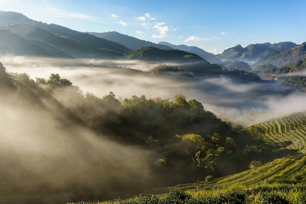 Tea plantation beautiful landscape famous tourist attraction at Doi at Doi Ang Khang