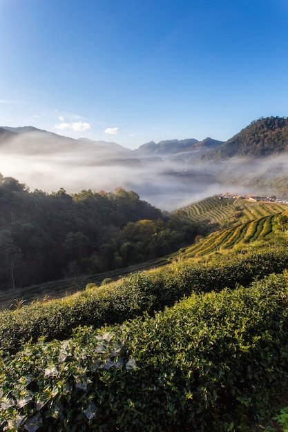 Tea plantation beautiful landscape famous tourist attraction at Doi at Doi Ang Khang