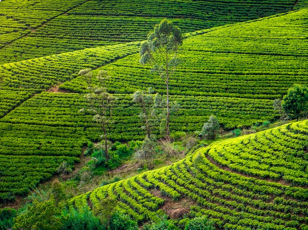 Tea plantation in the countryside