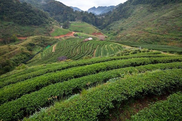 Tea plantation in the Doi Ang Khang Chiang Mai Thailand