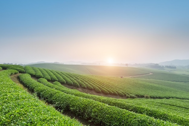 Tea plantation on the early morning beautiful agriculture landscape in spring