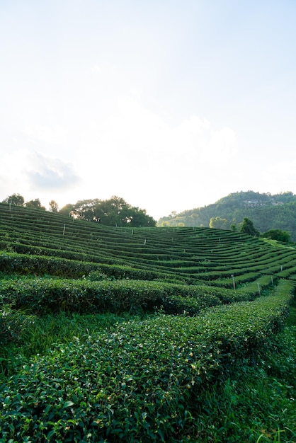 Tea plantation and green tea plantation