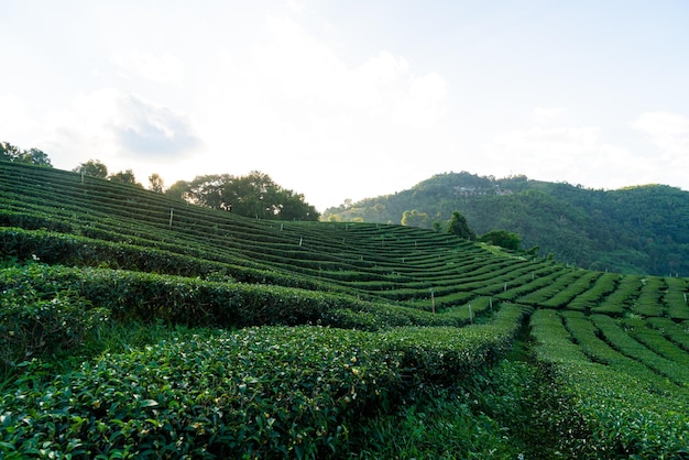 Tea plantation and green tea plantation